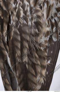 animal skin feather 0023